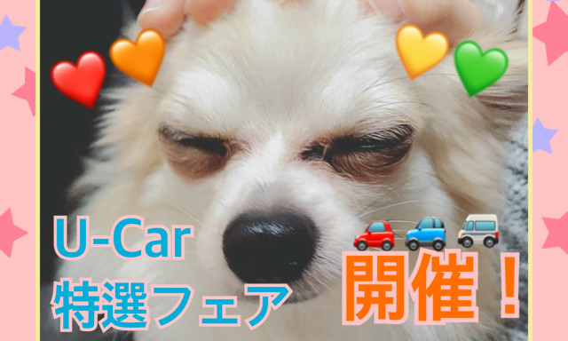 【シャンツェ白山店】またまたイベントです！【U-Car特選フェア】