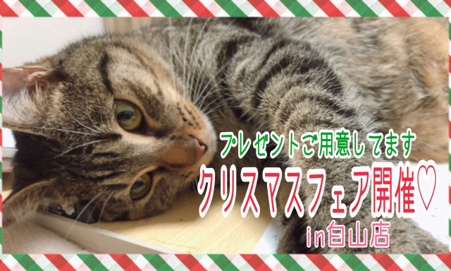 【白山店】12/1㈫よりクリスマスフェア開催！【プレゼントが当たります♪】