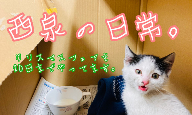 【西泉店】西泉の日常。～迷い猫編～