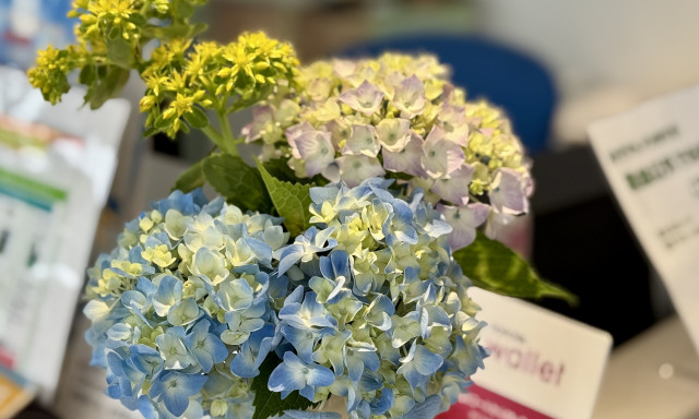 【輪島店】新型カローラクロス展示中※紫陽花とは関係ありません
