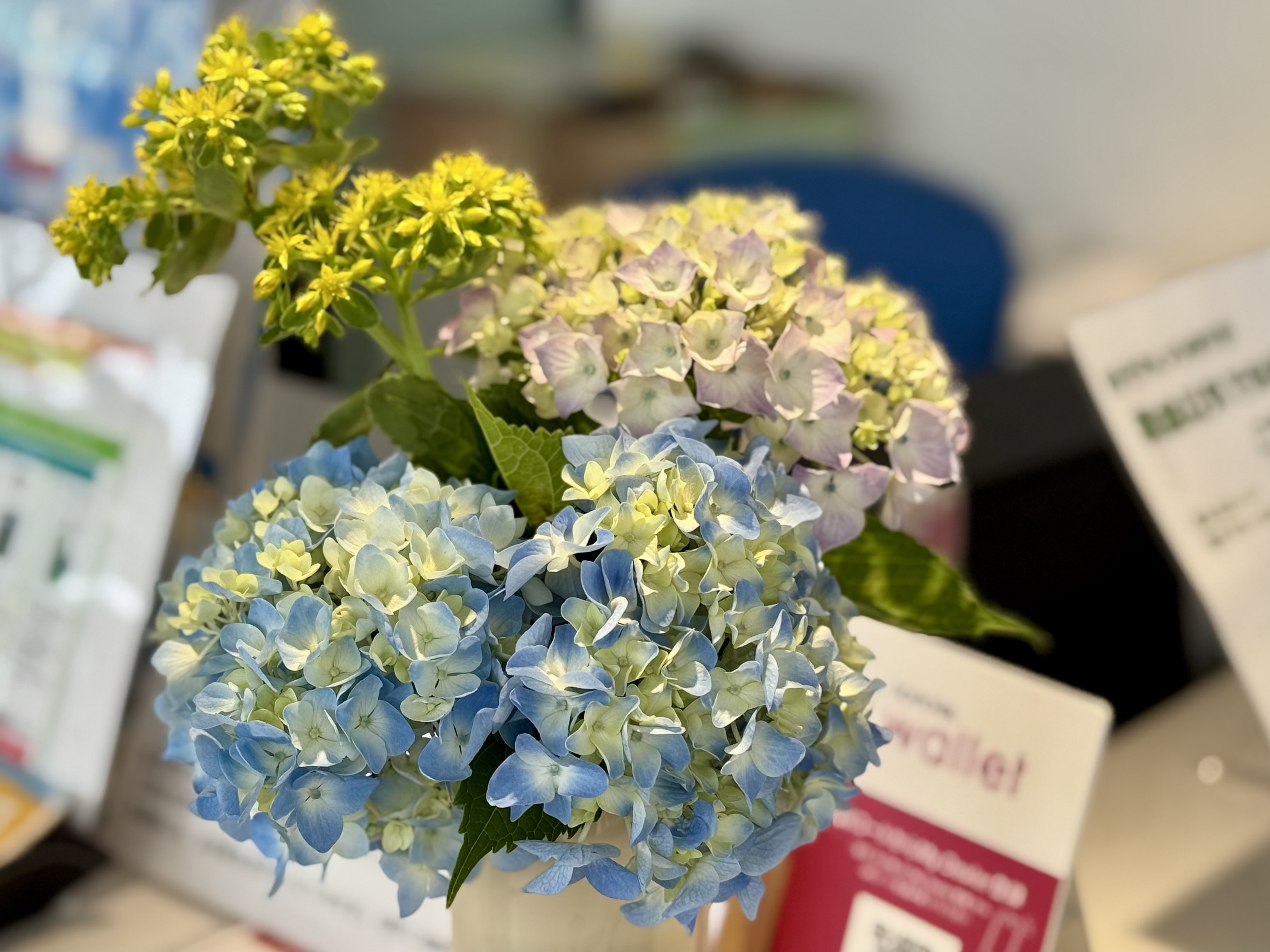 輪島店】新型カローラクロス展示中※紫陽花とは関係ありません | ネッツ